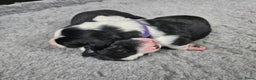 Border Collie honden te koop: Border collie pups - Advertentie 9