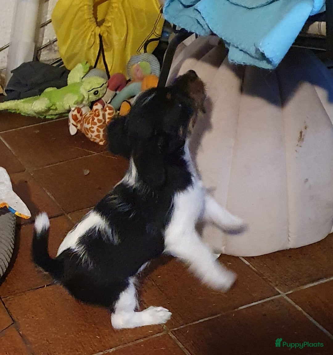 Jack Russel Terriër honden te koop: Lieve ruwharige JACK RUSSELTJES Laagbenig, dď - Afbeelding 29