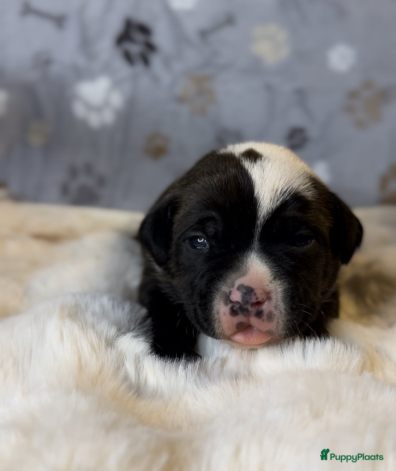 Amerikaanse Bully honden American bully xl pups beschikbaar  - Advertentie 3