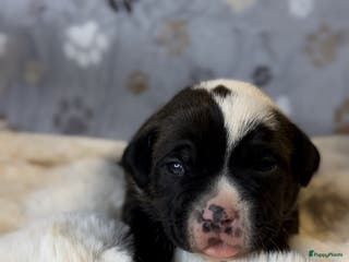 Amerikaanse Bully honden American bully xl pups beschikbaar - Advertentie 3