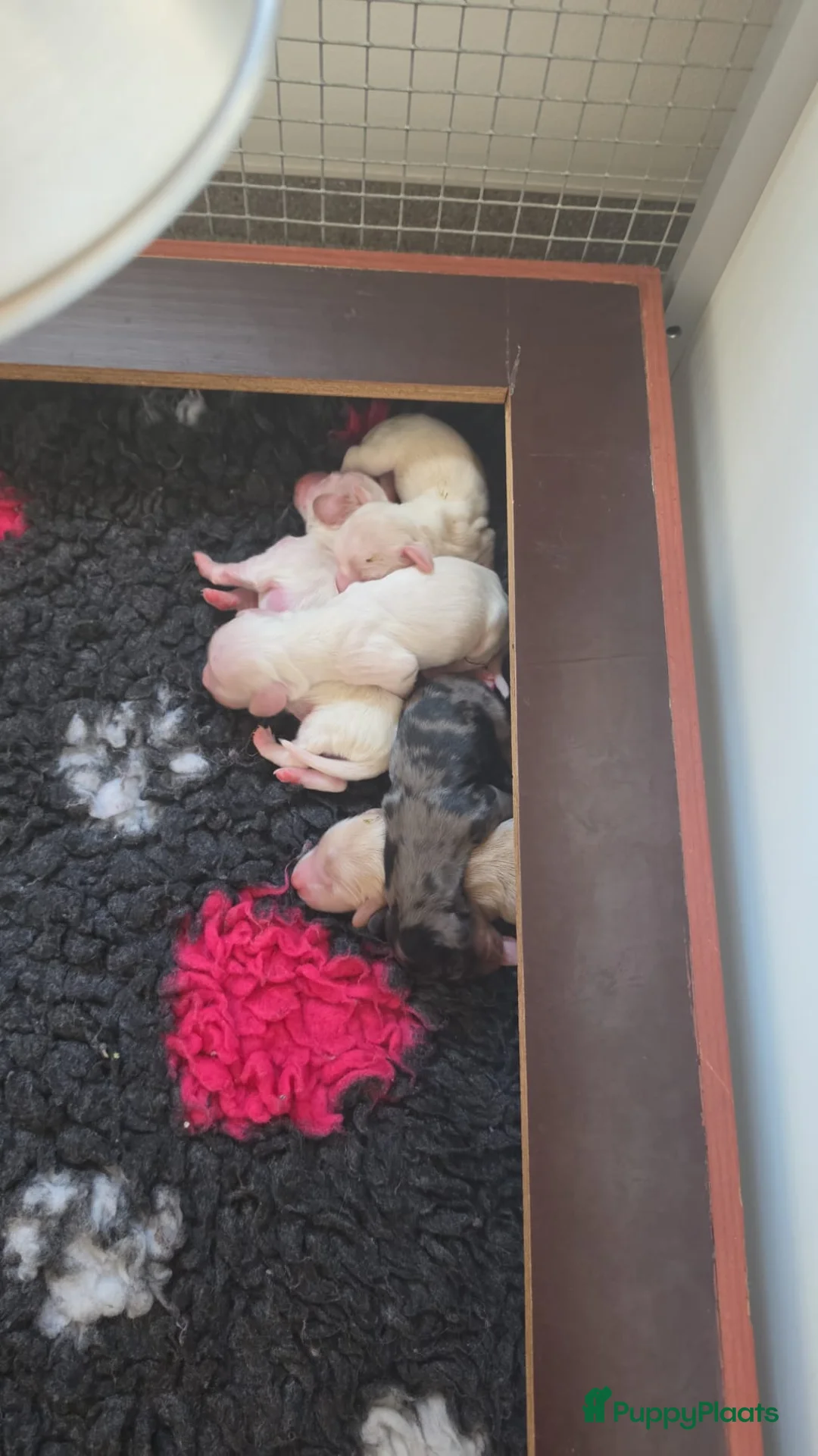 Teckel (langhaar) honden te koop: Prachtige langhaar dwerg pups geboren creame - Advertentie 2