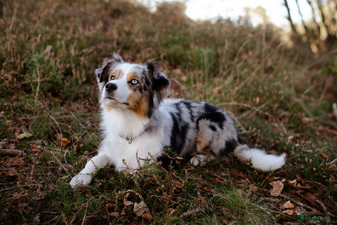 Australian Shepherd honden te koop: Mooie Australian shepherd pups in Bunschoten-Spakenburg - Afbeelding 21