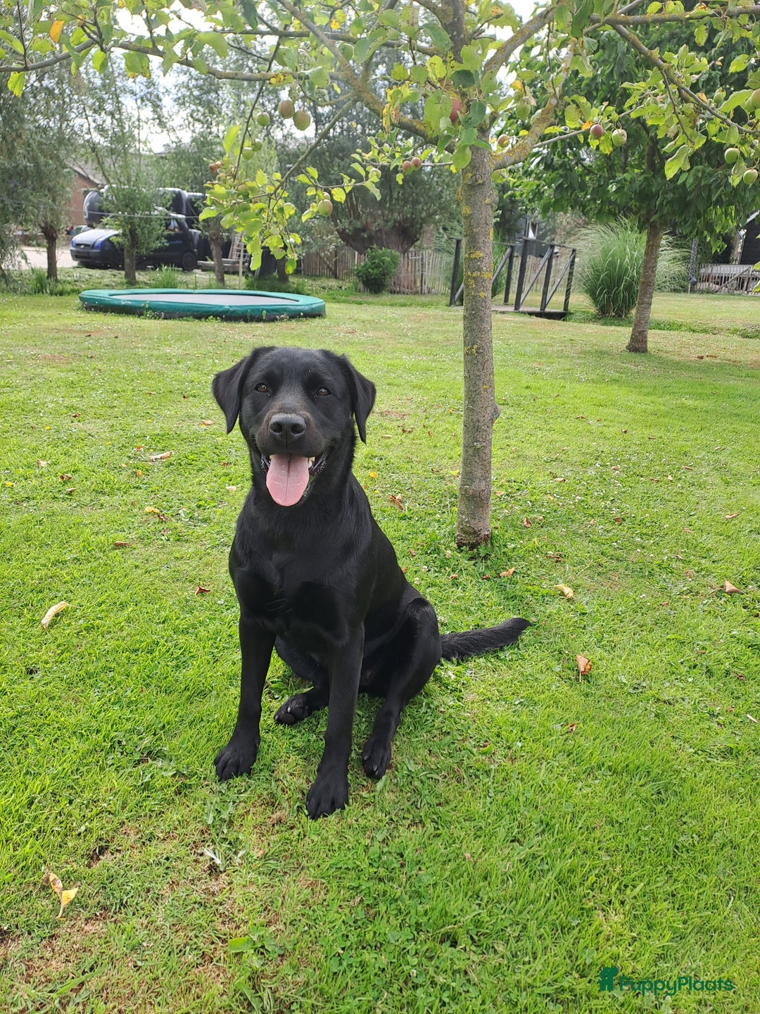 Kruising honden te koop: Labrador/golden retriever/border collie pups - Advertentie 5