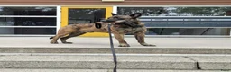 Hollandse Herder honden te koop: Hollandse herder pups - Advertentie 11