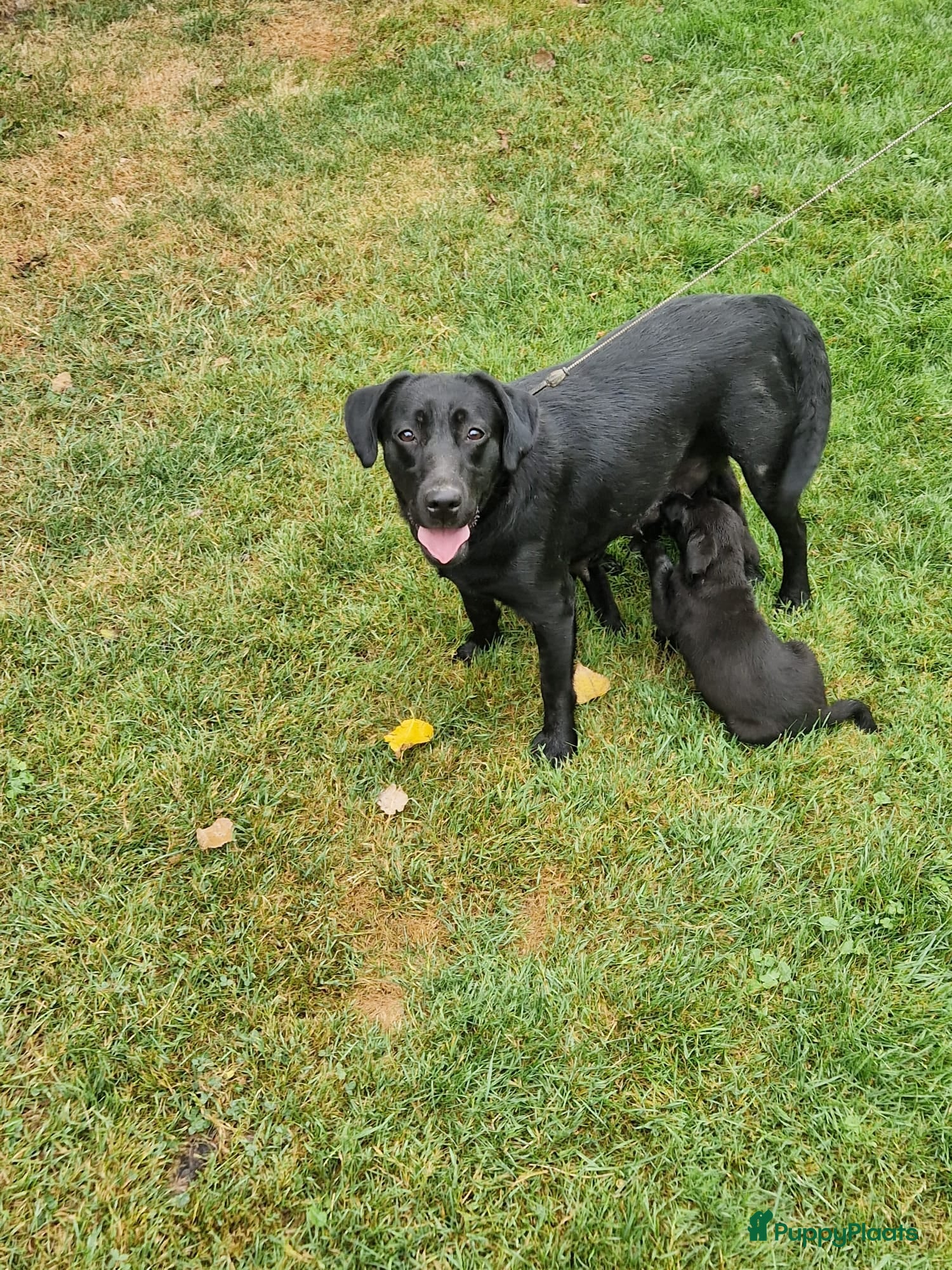 Labrador Retriever honden Hele lieve labrador pups met stamboom - Advertentie 1