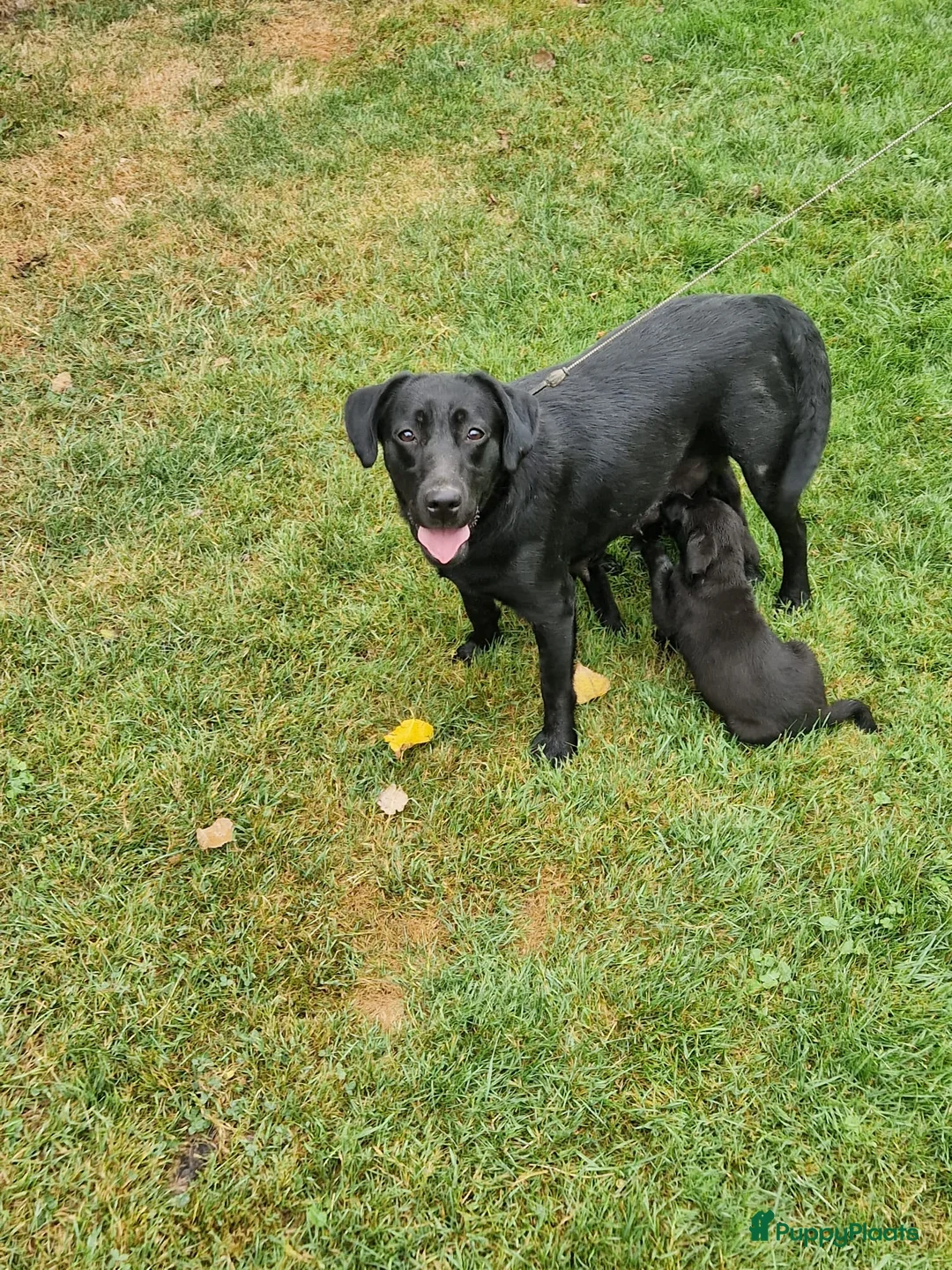 Labrador Retriever honden te koop: Hele lieve labrador pups met stamboom - Advertentie 1
