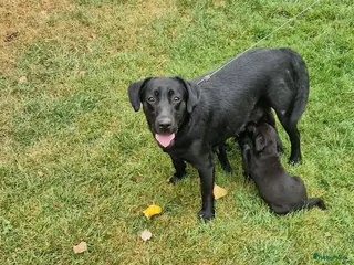 Labrador Retriever honden Hele lieve labrador pups met stamboom - Advertentie 1