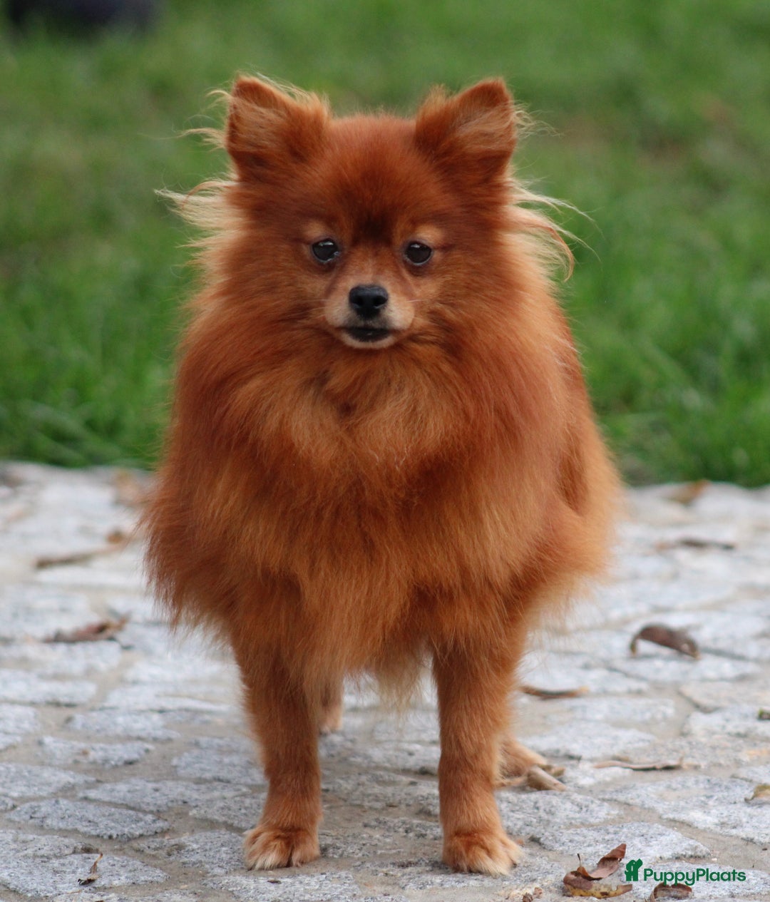 Keeshond honden te koop: Dwergkees pups - Advertentie 8