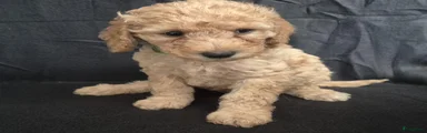 Cockapoo 2