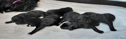 Kruising honden te koop: Prachtige Newfoundlander pups - Advertentie 3