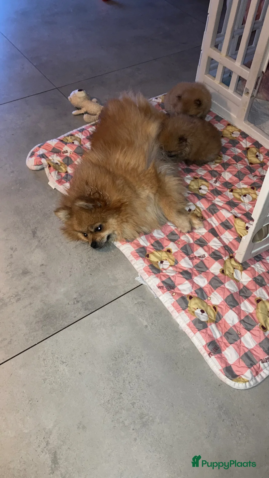 Pomeriaan honden te koop: Kleine Keesjes ( pommetjes) in Den Haag - Advertentie 1