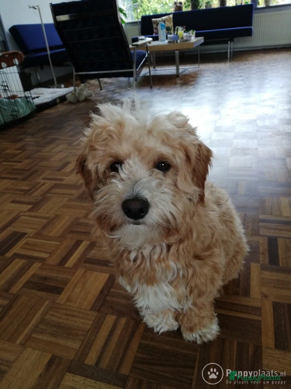 Kruising honden Maltipoo dekreu in Leiden - Advertentie 14