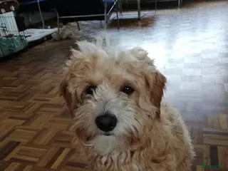 Kruising honden Maltipoo dekreu in Leiden - Advertentie 20