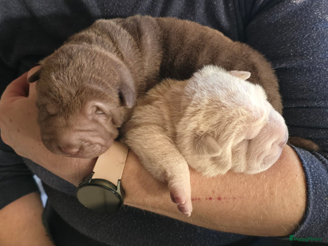 Shar Pei honden te koop: Sharpeitjes  te koop - Advertentie 1