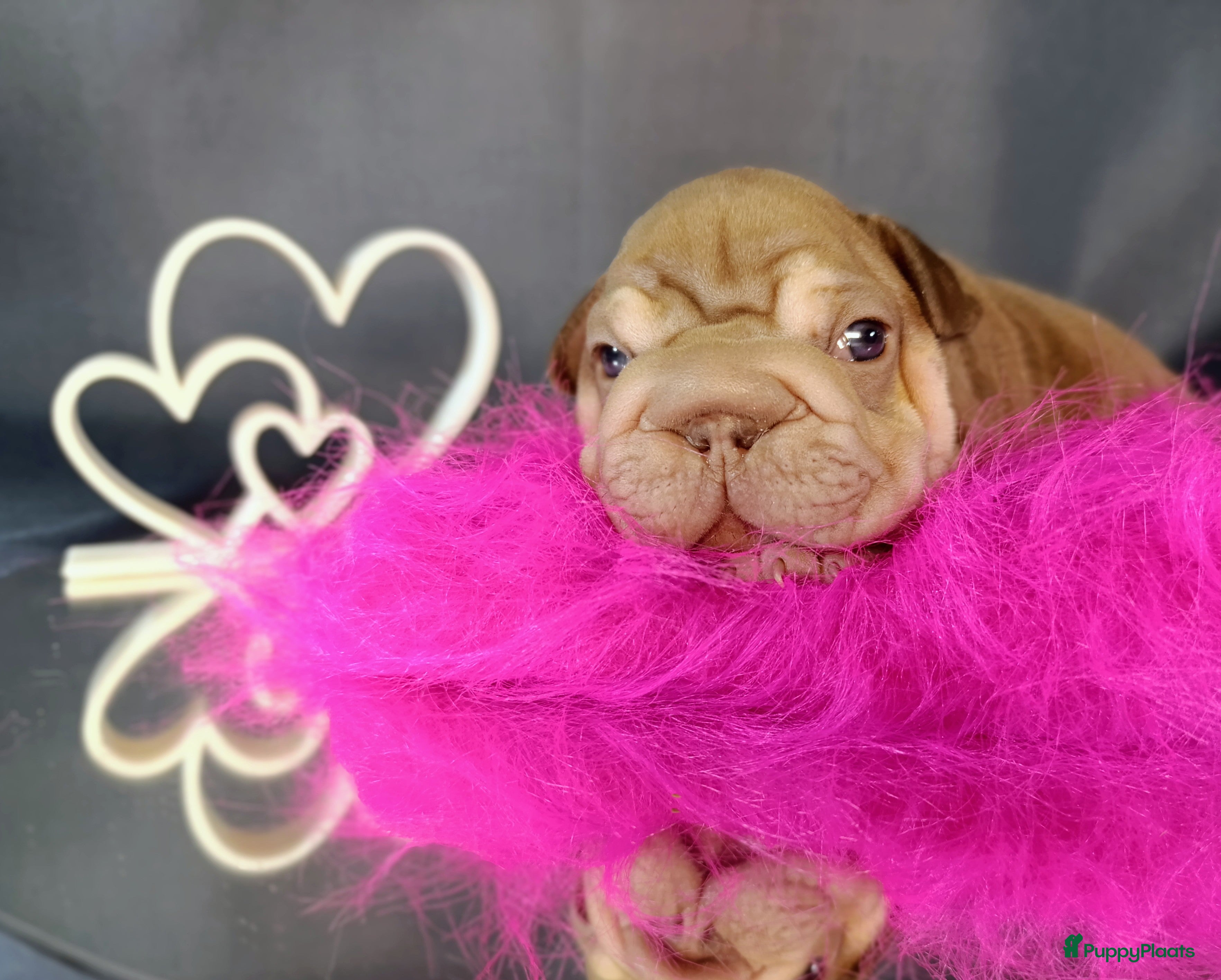 Franse Bulldog honden Big rope Velvet Franse bulldog  - Advertentie 2