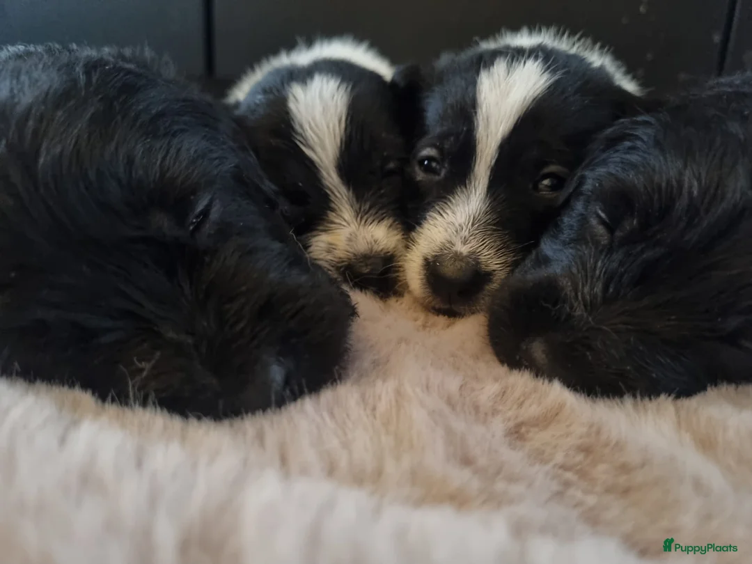 Kruising honden te koop: Labradoodle x greyhound mix - Advertentie 1