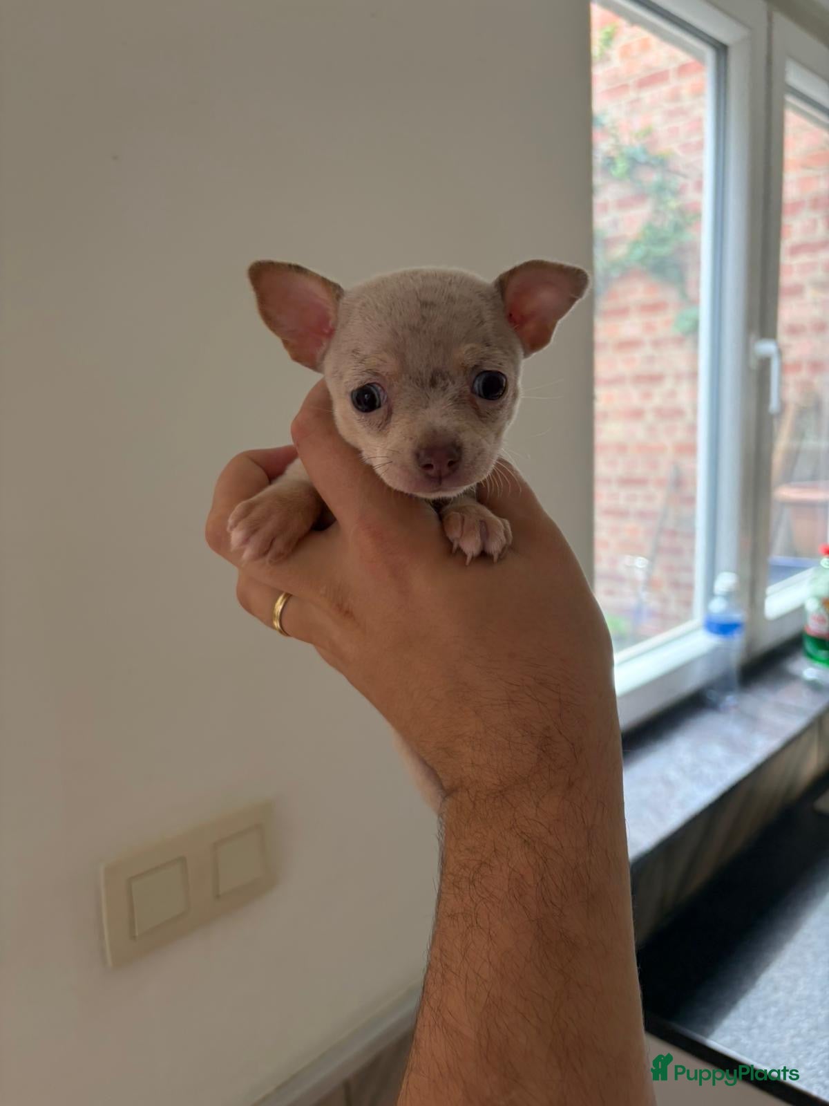 Chihuahua honden Mini Chihuahua - Advertentie 6
