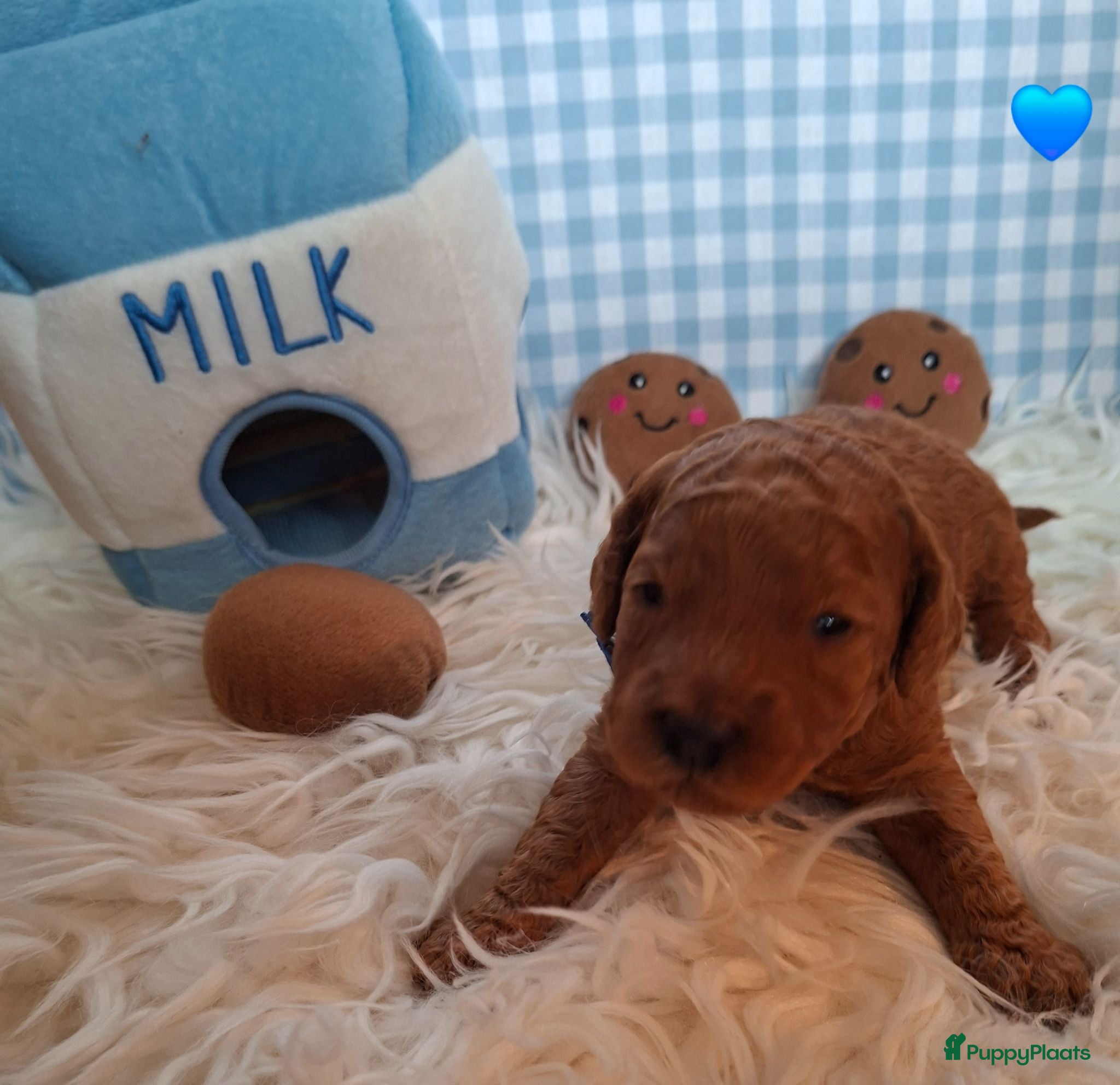Australian Labradoodle honden Medium Australian Labradoodles  - Advertentie 1