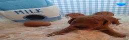 Australian Labradoodle honden te koop: Medium Australian Labradoodles  - Advertentie 1