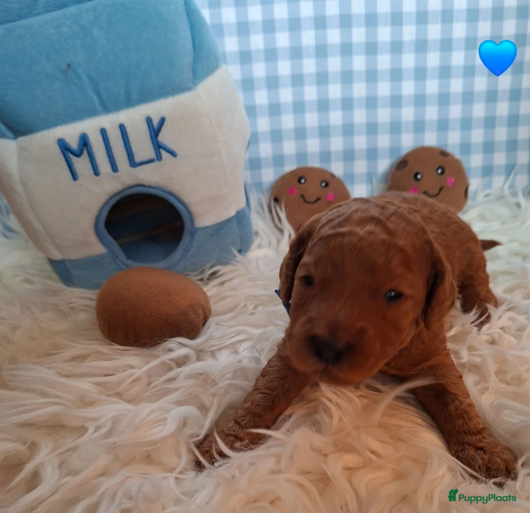 Australian Labradoodle honden te koop: Medium Australian Labradoodles  - Advertentie 1