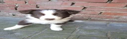 Border Collie honden te koop: Border collie pups - Advertentie 8