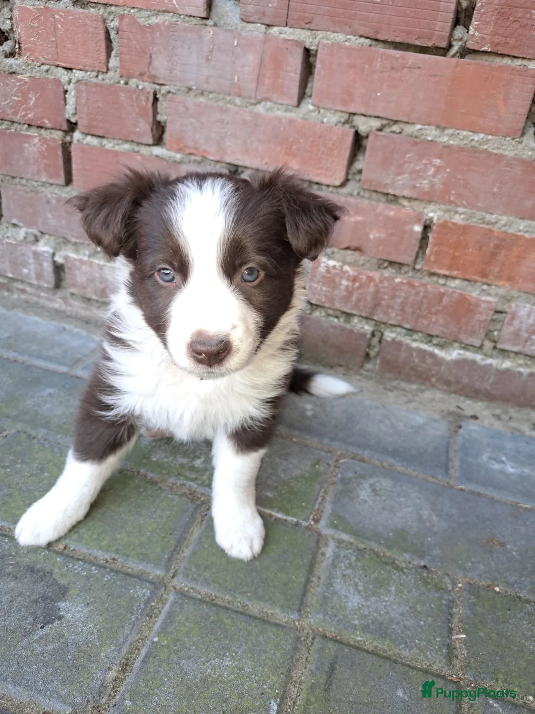 Border Collie honden te koop: Border collie pups - Advertentie 8