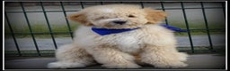 Labradoodle honden te koop: Labradoodle pup reutje Volledig geent. - Advertentie 7