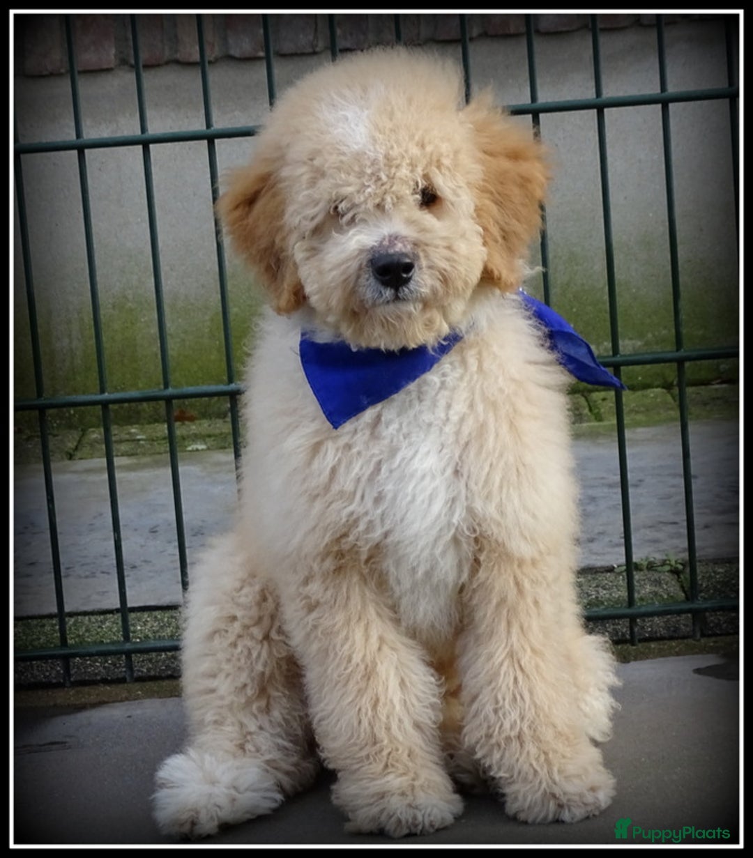 Labradoodle honden te koop: Labradoodle pup reutje Volledig geent. - Advertentie 7