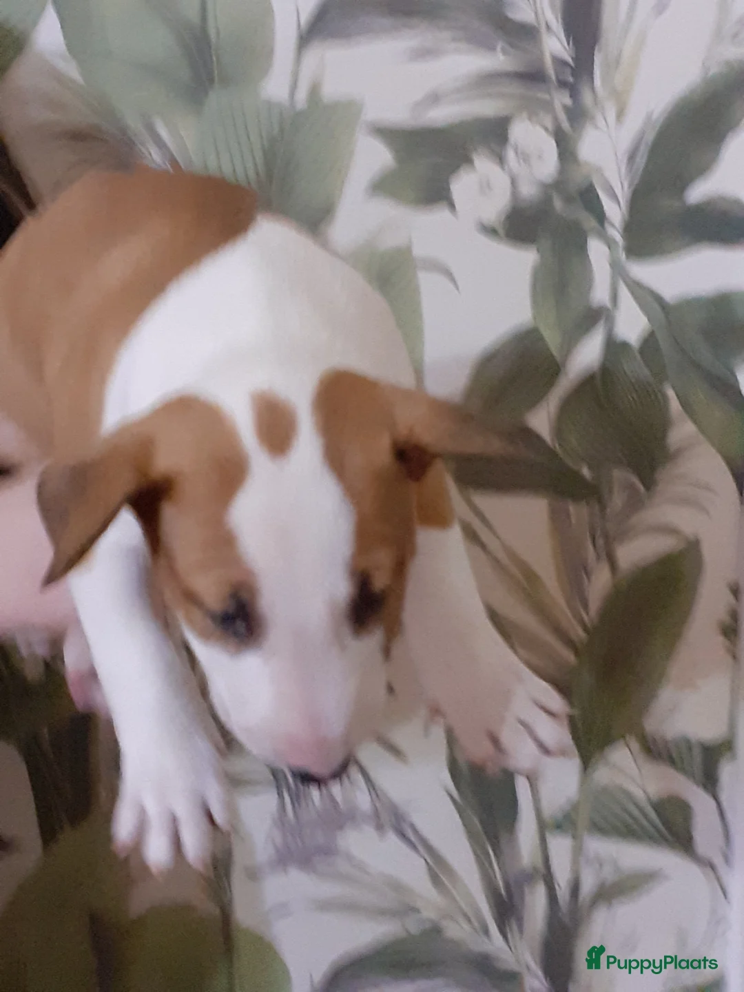 Bull Terriër honden te koop: deze 4 kanjers zijn op zoek naar gouden mandje - Advertentie 15