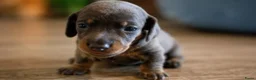 Teckel (korthaar)  honden te koop: Sweet Miniature Dachshund Puppies ❤️ - Advertentie 15