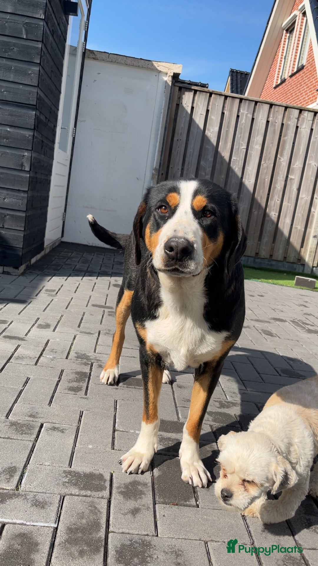 Grote Zwitserse Sennenhond honden te koop: Prachtige Zwitserse sennenhondpups  - Advertentie 8