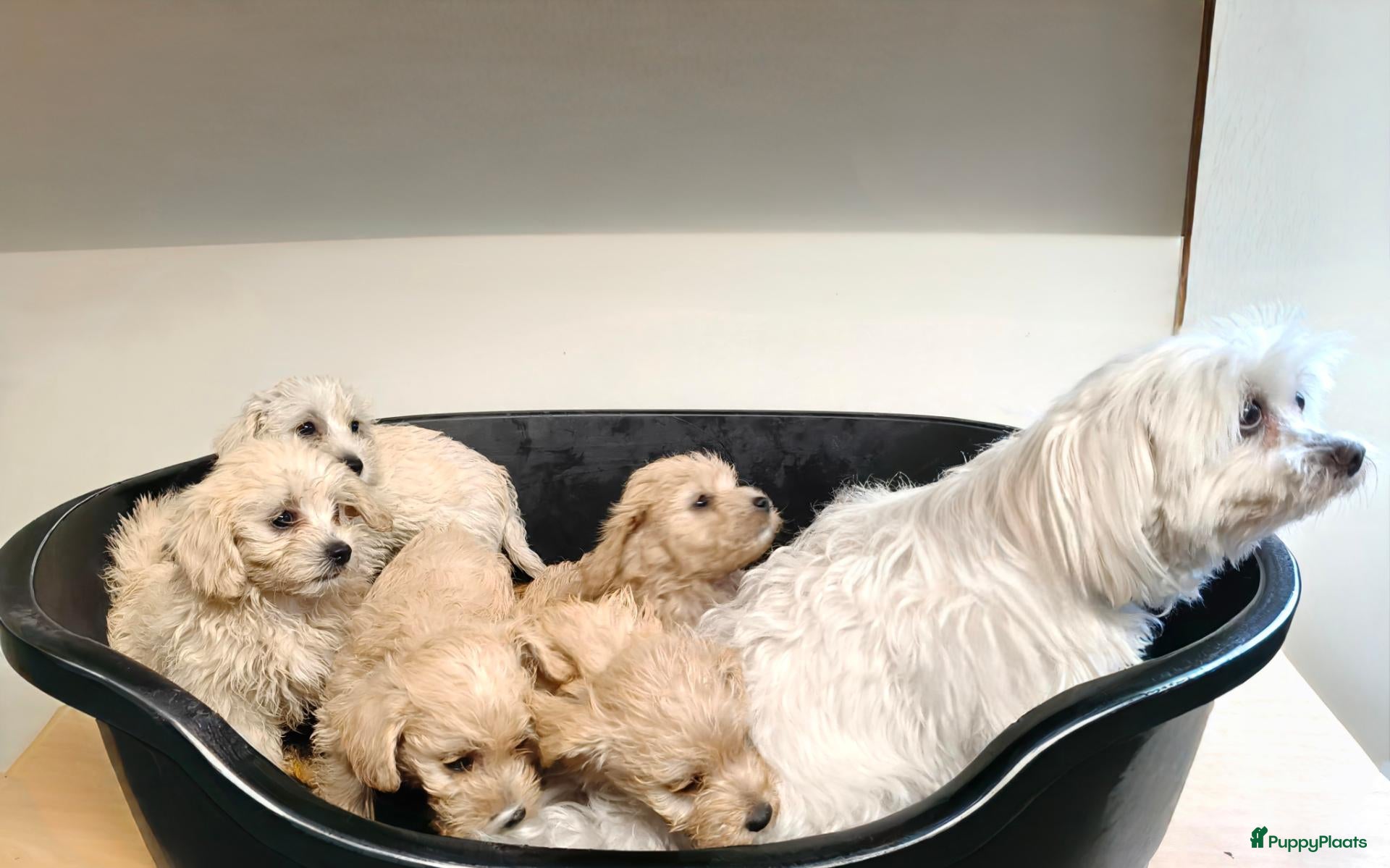Maltipoo honden Maltipoo pups te koop  - Advertentie 1