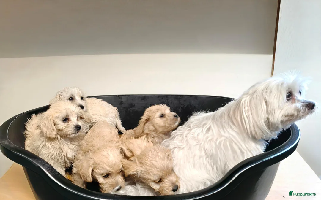 Maltipoo honden te koop: Maltipoo pups te koop  - Advertentie 1