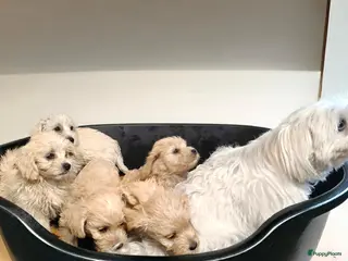 Maltipoo honden Maltipoo pups te koop - Advertentie 1