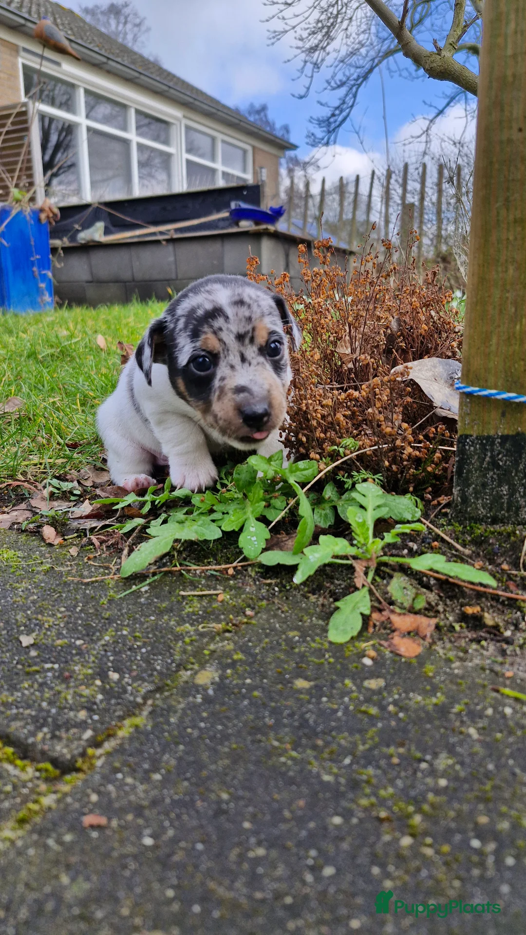 Jack Russel Terriër honden te koop: Jack Russell pups in De Wijk - Advertentie 4