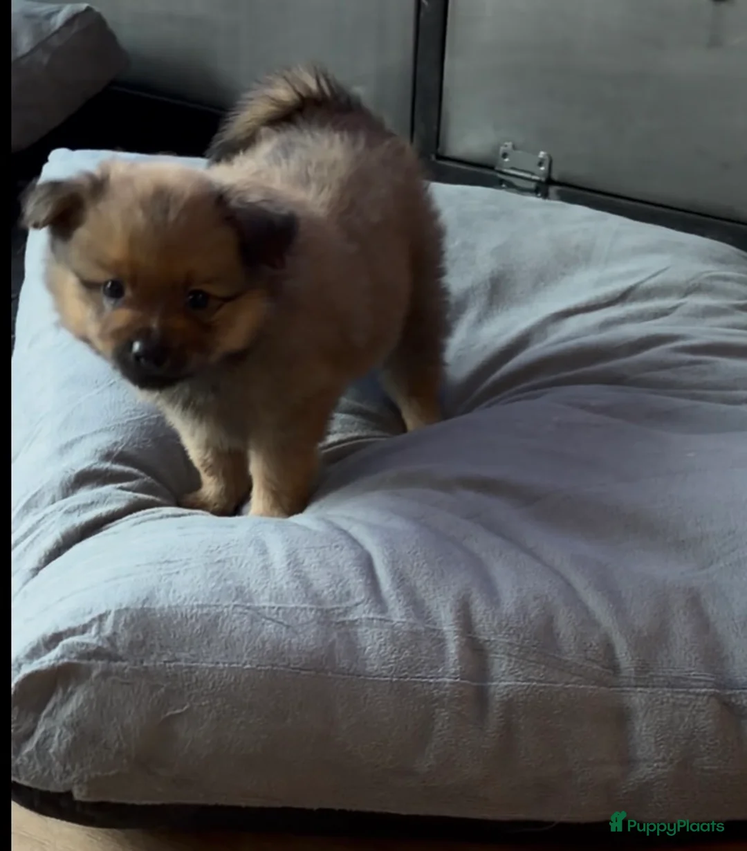 Pomchi honden te koop: Pomchi/pomeriaan - Advertentie 8