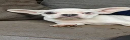 Franse Bulldog honden te koop: Franse bulldog pups wit blauw merle - Advertentie 6