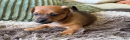 Jack Russel Terriër honden te koop: Prachtige Jack Russel Pup - Advertentie 7