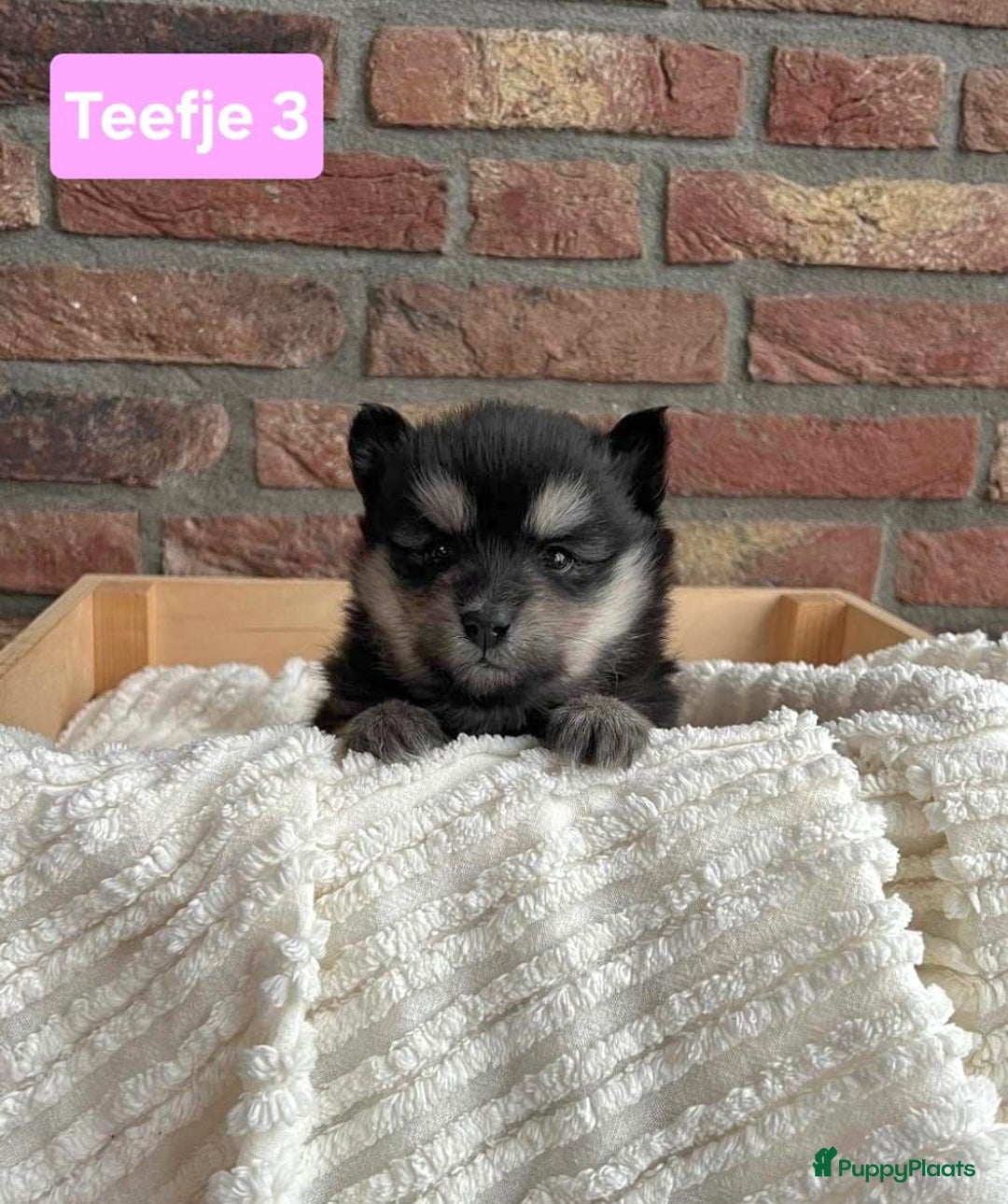 Kruising honden te koop: Mooie pomsky pups te koop - Advertentie 6