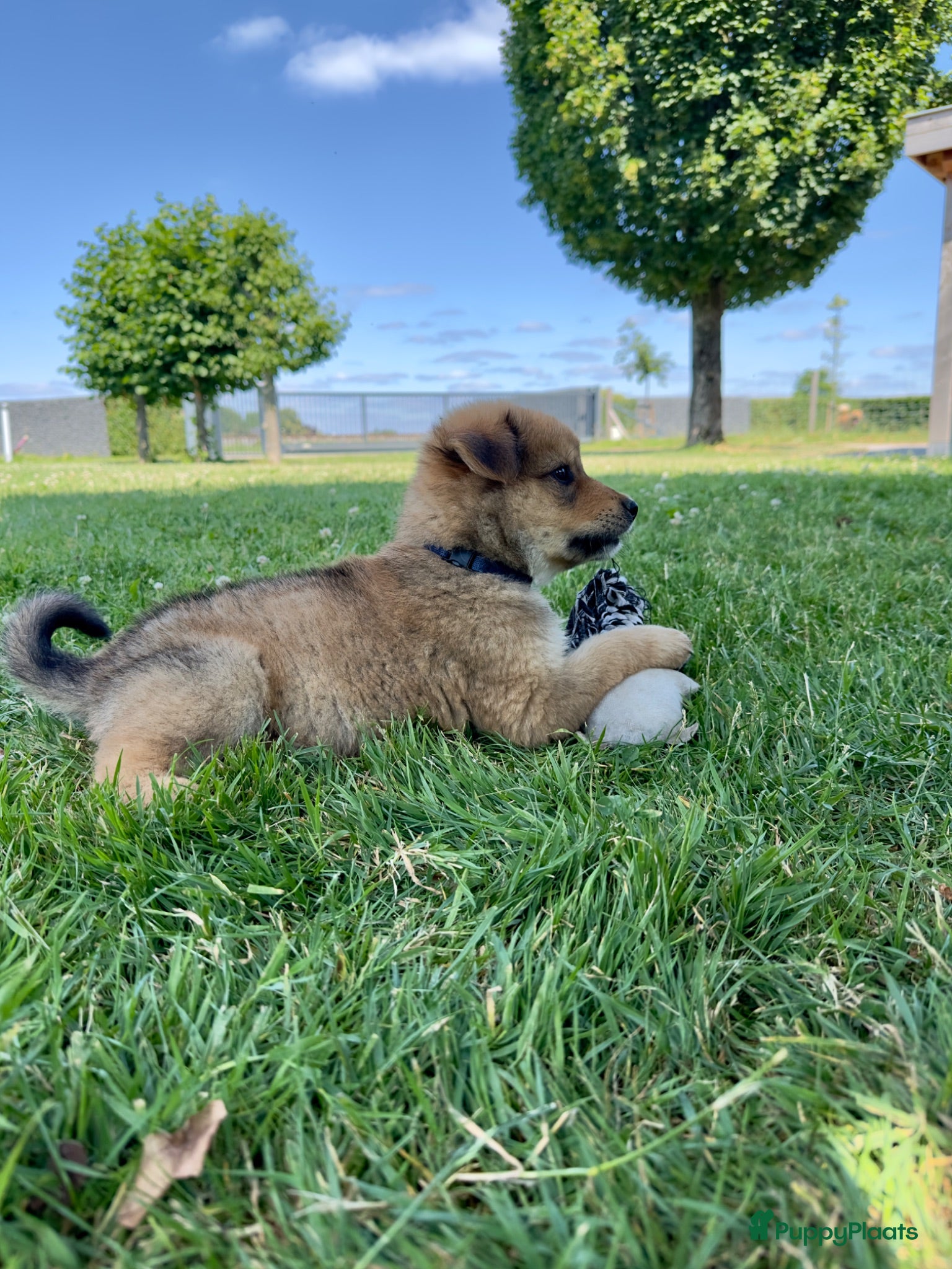 Kruising honden Pup Eurasiër / Herdermix - Advertentie 2