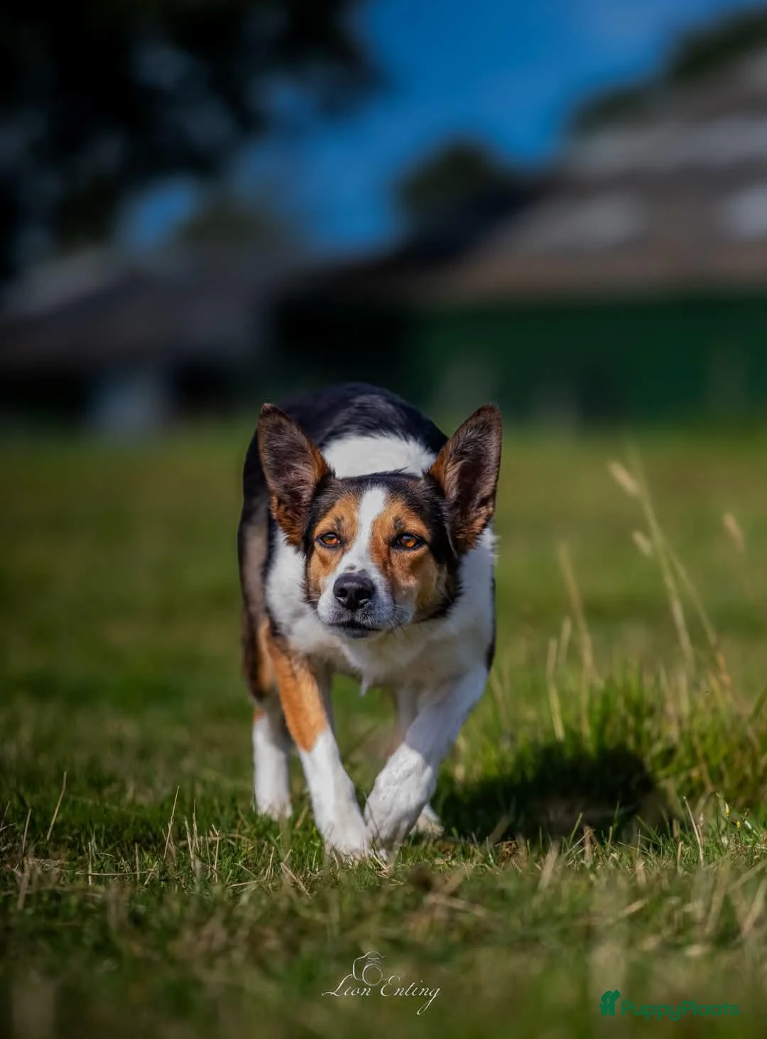 Border Collie honden te koop: 2 prachtige Border Collie pups  - Advertentie 2