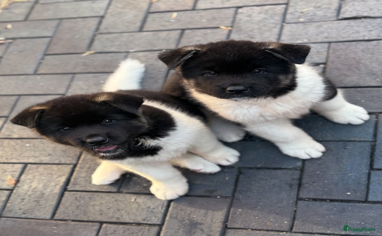 American Akita honden - Advertentie 3