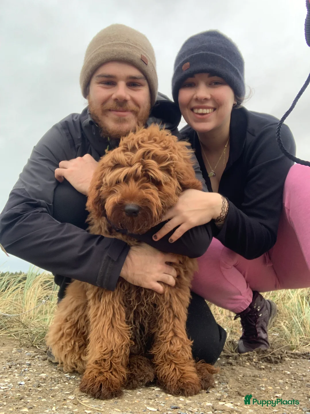 Australian Labradoodle honden ter dekking: Australian Labradoodle dekreu – volledig getest - Advertentie 24