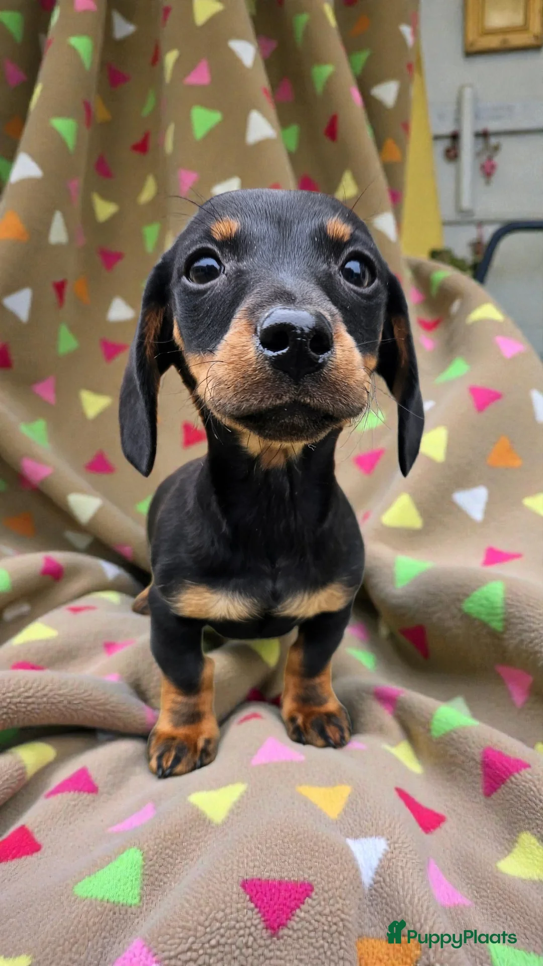 Teckel (korthaar)  honden te koop: Will you be my valentine 💙💙 - Advertentie 10