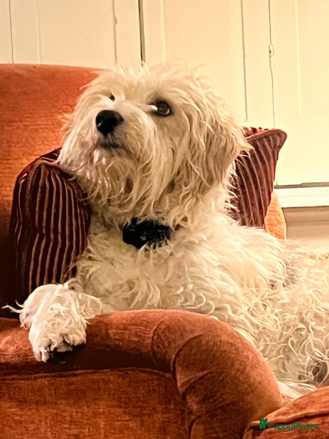 Kruising honden ter dekking: Lieve knuffel reu zoekt lief teefje - Advertentie 2