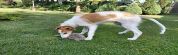 Barsoi honden te koop: Borzoi-teef uit FCI-kennel zoekt lief thuis  - Advertentie 27