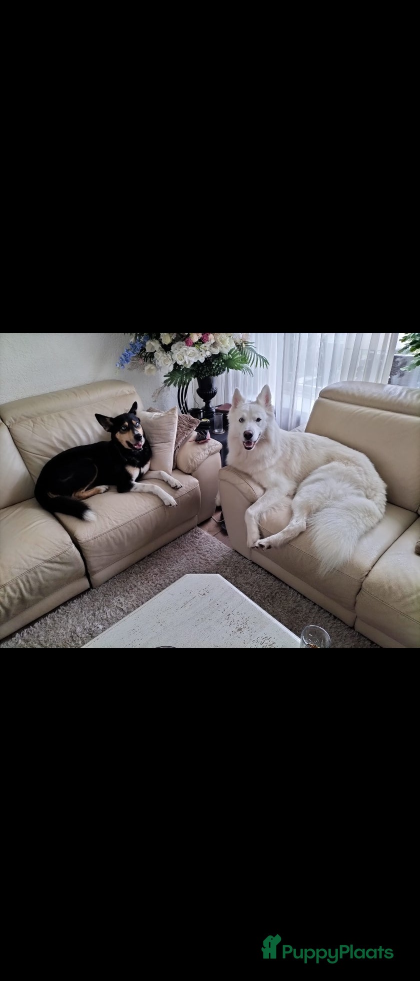 Kruising honden Kruising pups herder/husky - Advertentie 1