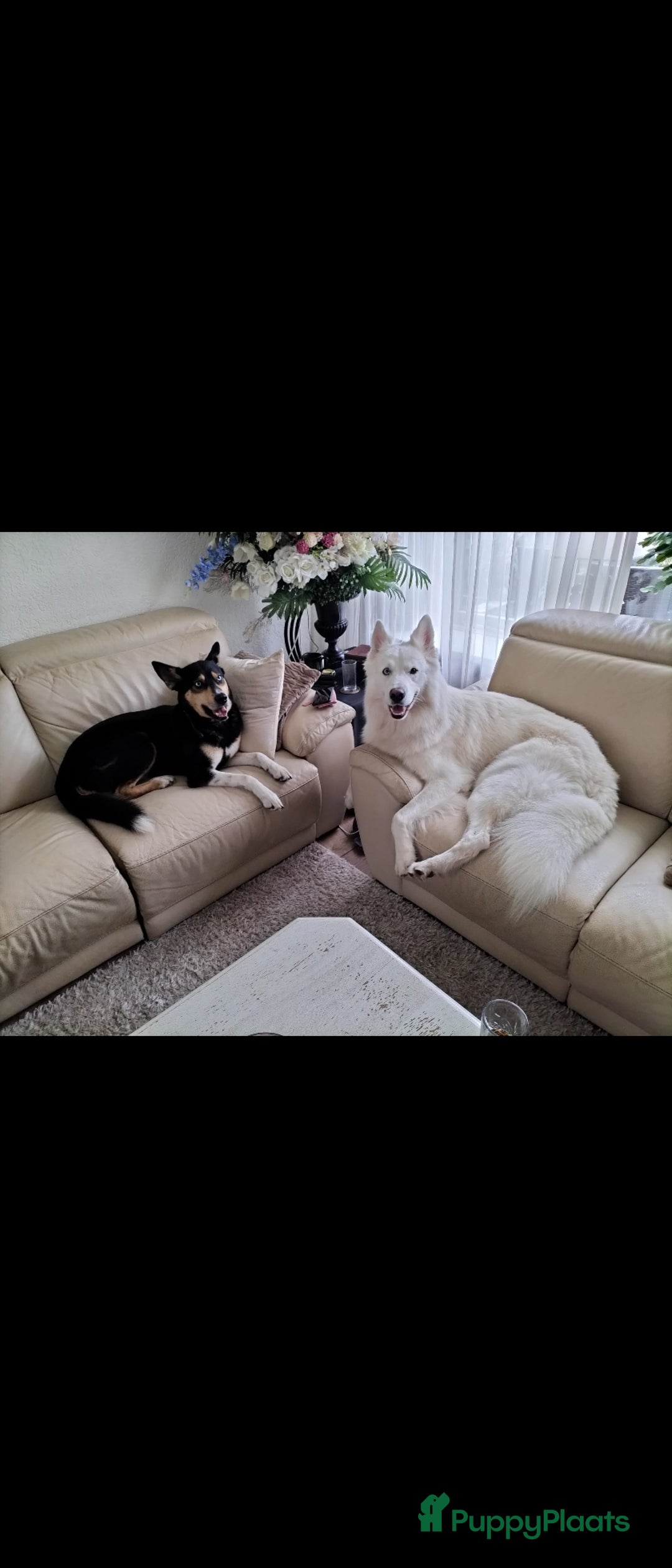 Kruising honden te koop: Kruising pups herder/husky - Advertentie 1