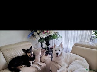 Kruising honden Kruising pups herder/husky - Advertentie 1