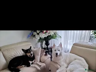 Kruising honden Kruising pups herder/husky - Advertentie 6